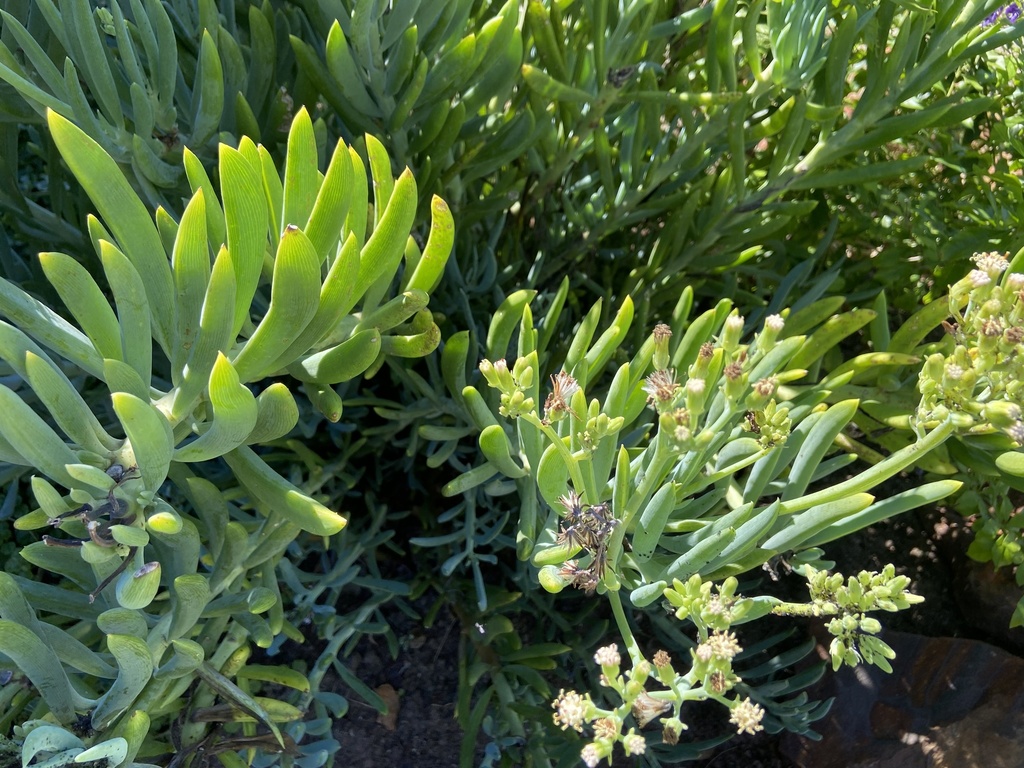 Dedos azules