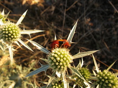 Macrosiagon bimaculata