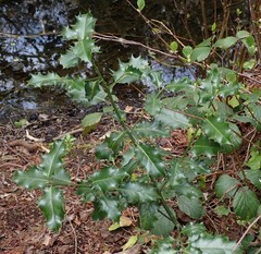Ilex aquifolium