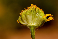 Encelia resinifera