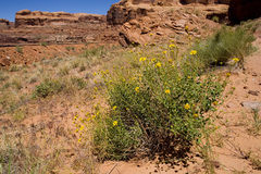 Encelia resinifera