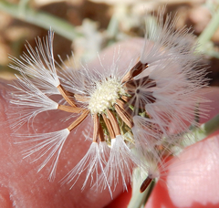 Malacothrix sonchoides