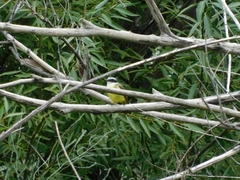 Pitangus sulphuratus