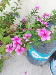Catharanthus roseus