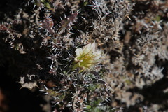 Codon royenii