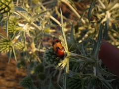 Macrosiagon bimaculata