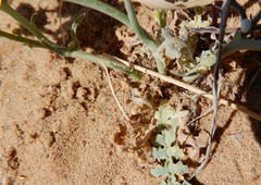 Malacothrix sonchoides