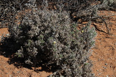 Codon royenii
