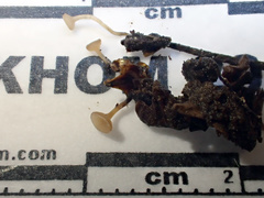 Ciboria betulae