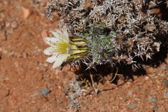 Codon royenii
