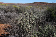 Codon royenii