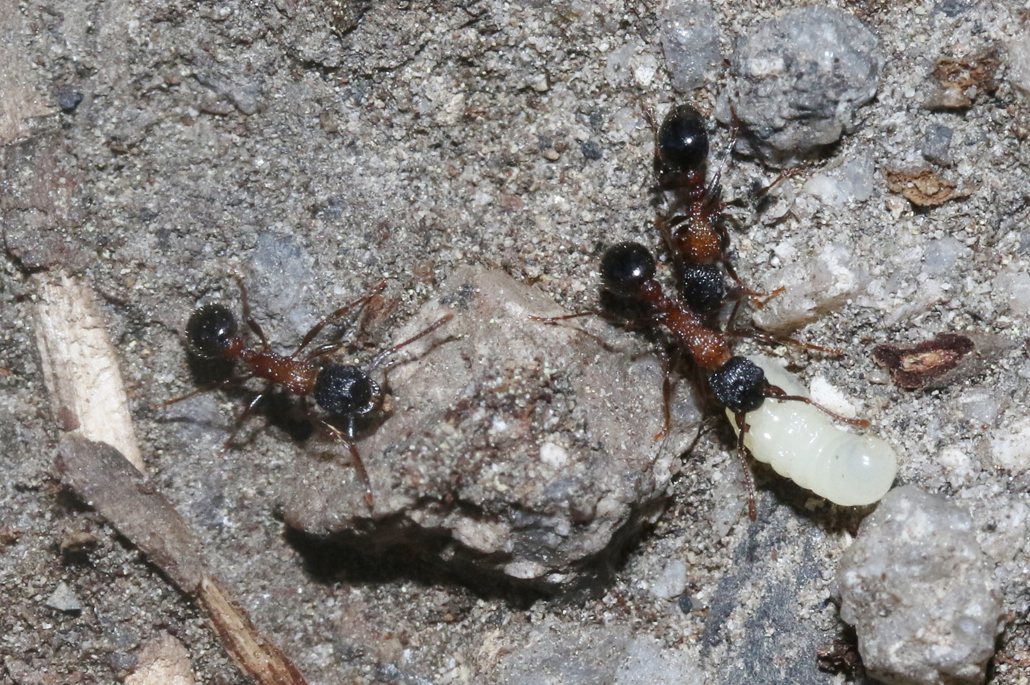 Myrmica tahoensis