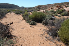 Tetraena retrofracta