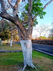 Roseodendron donnell-smithii