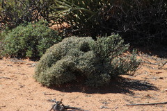 Tetraena retrofracta