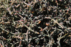 Tetraena retrofracta