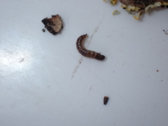 Platydema violacea