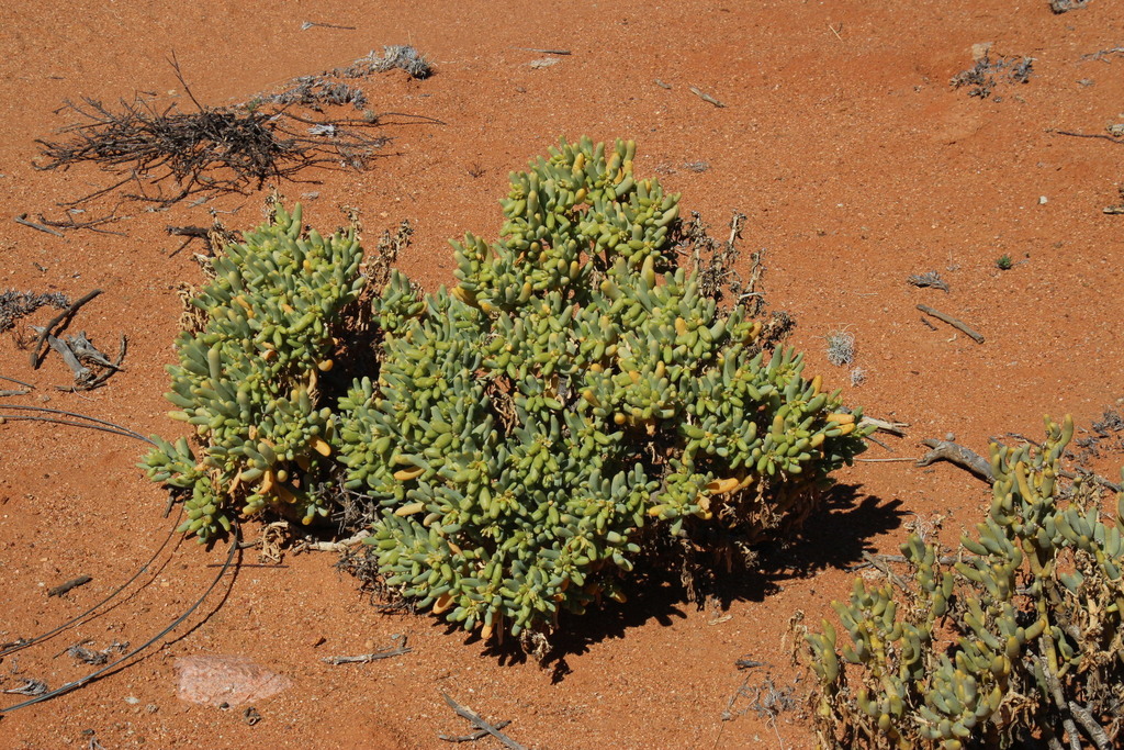 Willybushes