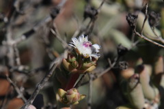Stoeberia frutescens