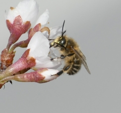Anthophora crinipes