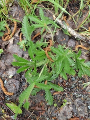 Potentilla recta