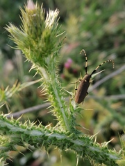 Agapanthia annularis