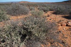 Stoeberia frutescens