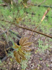 Acer pseudoplatanus
