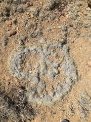 Muhlenbergia torreyi