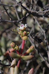 Stoeberia frutescens