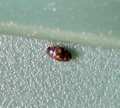 Litargus tetraspilotus