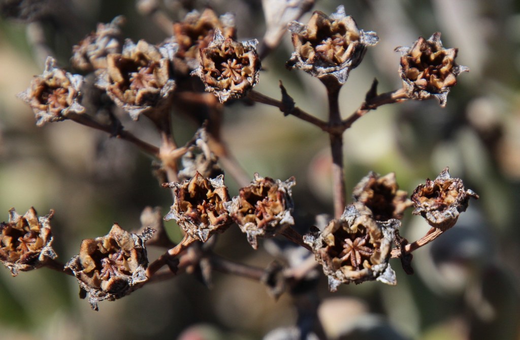 Treefigs