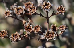 Stoeberia frutescens