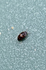 Litargus tetraspilotus
