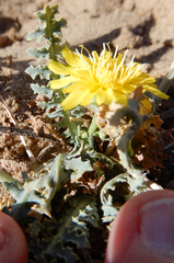 Malacothrix sonchoides