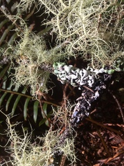 Hypogymnia enteromorpha