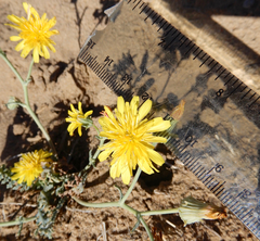 Malacothrix sonchoides