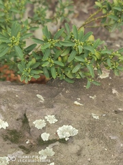 Eriostemon