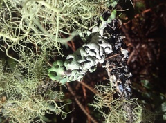 Hypogymnia enteromorpha