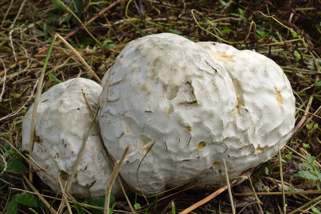 Calvatia nipponica · June 2015 · photo: © heikindai_87 (iNaturalist, cc0)