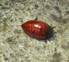 Erotylina