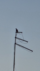 Patagioenas