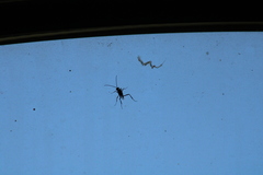 Evania appendigaster