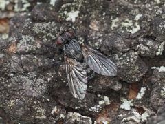 Triarthria setipennis