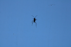 Evania appendigaster