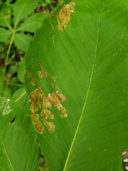 Phytomyza aesculi