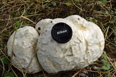 Calvatia nipponica