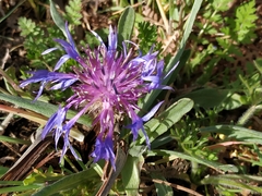 Centaurea lingulata