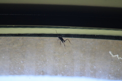 Evania appendigaster