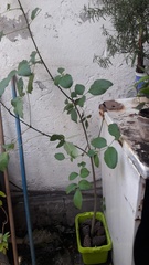 Magnoliopsida